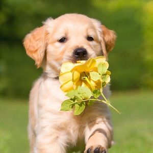 Meet your Posher, Josselyn